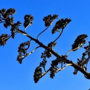 Agave-in-fiore